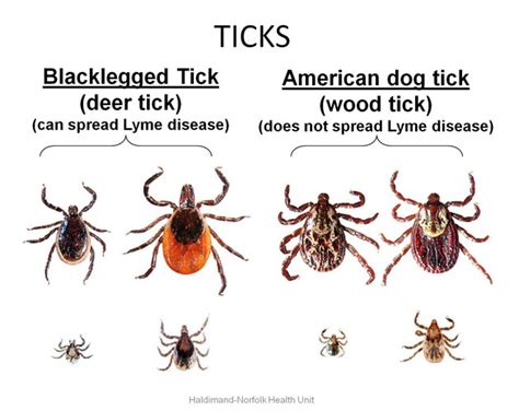 I know this is a tick, what should I do? Should I be worried about more? I have a dog and two ...