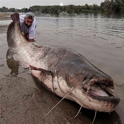 Giant fish fishing from the river beach | Giant fish fishing from the river beach | By CatFish ...