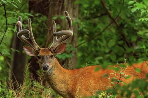 Big buck with Antlers in Velvet Photograph by Kirk Hewlett - Fine Art ...