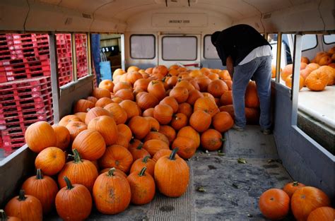 A Pumpkin Harvest At Frey Farms Inc. | Bloomberg Media Distribution