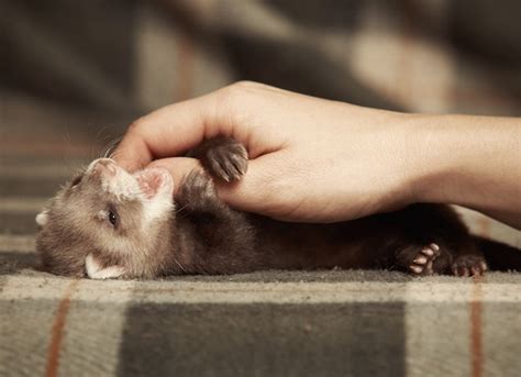 How to Take Care of a Ferret: Ferret Care 101 | petMD