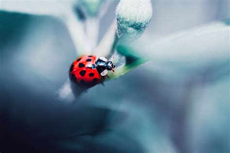 Ladybug On Plant · Free Stock Photo