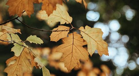 Oak Tree: Symbolism, Information and Planting Instructions