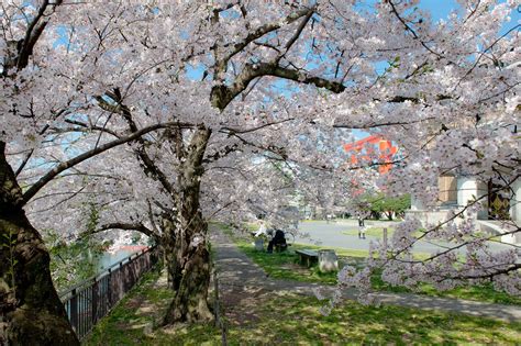 Cherry blossoms in Okazaki - Inside Kyoto