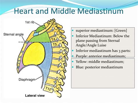 Middle Mediastinum Contents