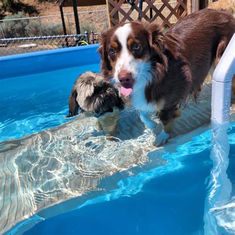 PetStep Pool Ramp for Dogs | Easy, Safe Pool Access For Your Pup