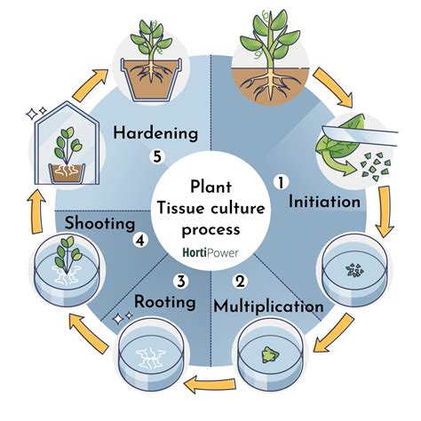 Plant Tissue Culture Diagram