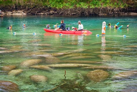 The great escape: Crystal River, Florida | | goldenislesmagazine.com