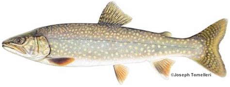 Splake: Species Information: Fisheries: Fish & Wildlife: Maine Dept of Inland Fisheries and Wildlife