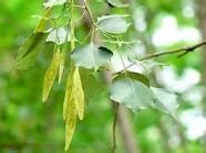 Herbs-Treat and Taste: SHISHAM OR INDIAN ROSEWOOD TREE HISTORY AND USES