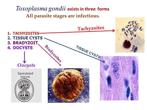 Toxoplasma Gondii - Parasitic Infections - AntiinfectiveMeds.com