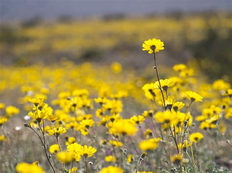 Death Valley Flowers - Lone Pine Chamber of Commerce