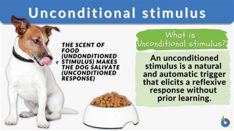 Unconditioned stimulus - Definition and Examples - Biology Online ...