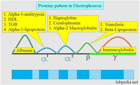 Cirrhosis Electrophoresis Pattern