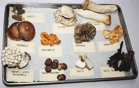 Know Your Mushroom Varieties And How To Cook With Them Best – Food Republic