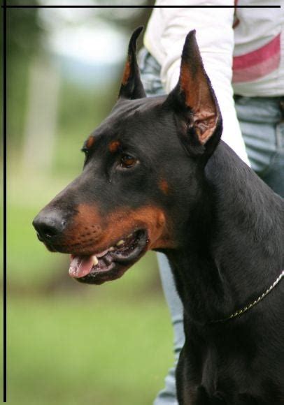 Awesome Ears!!!! - Doberman Forum : Doberman Breed Dog Forums