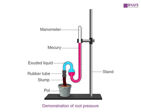 RBSE Solutions For Class 12 Biology Chapter 6: Water Absorption and Ascent of Sap in Plants