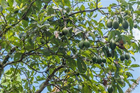 HARVEST AVOCADO TREE stock image. Image of avocado, breakfast - 156062497