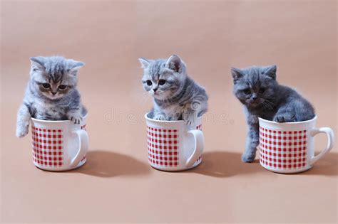 129 Kittens Cups Stock Photos - Free & Royalty-Free Stock Photos from Dreamstime