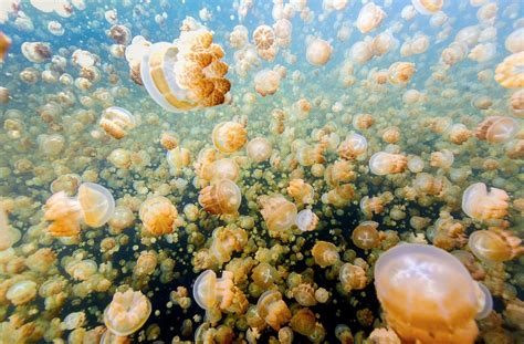 Jellyfish lake, Palau archipelago, Micronesia, western Pacific. : r ...