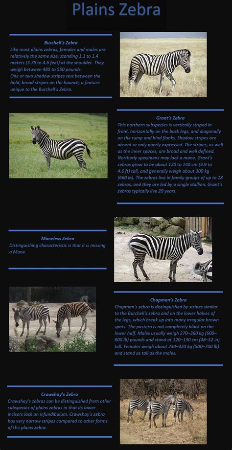 Do you know your subspecies of plains zebra? | Frontier Forums