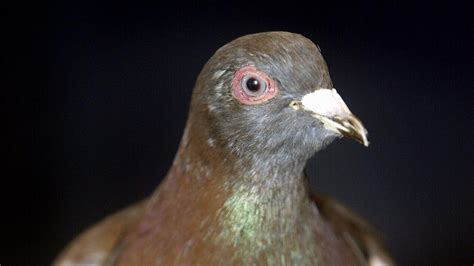 'Spy' Pigeon Caught in Eastern India by Local Fishermen - Police