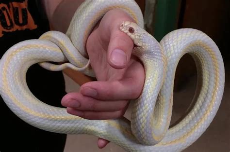 Are Corn Snake Bite Poisonous? Do Their Bite Hurt? | ExoPetGuides