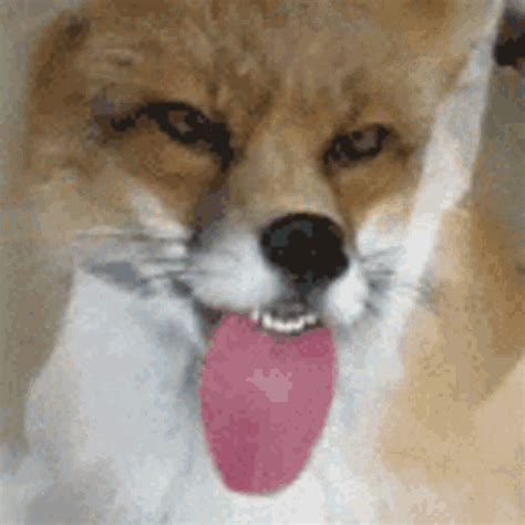 Funny Fox GIF - Funny Fox TongueOut - Discover & Share GIFs