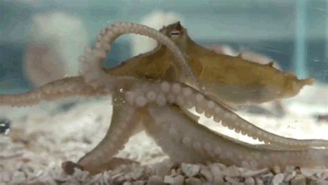 Two Spot Octopus GIFs - Find & Share on GIPHY