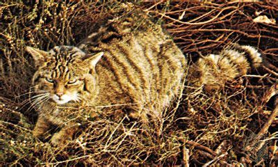 Wildcat | European, nocturnal, carnivore | Britannica