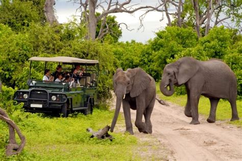 Safari Honeymoon In South Africa: Kindling Love In The Wild