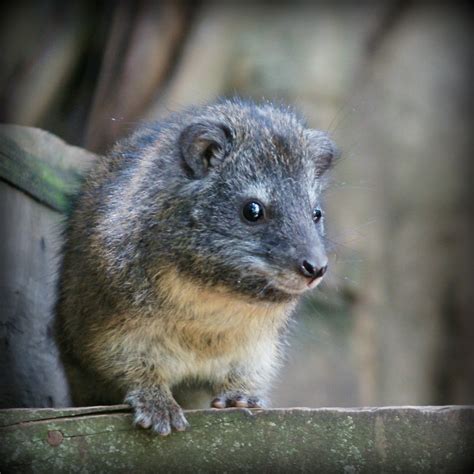 Eastern Tree Hyrax | Dendrohyrax arboreus ... The Tree Hyrax… | Flickr