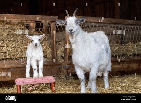 Nanny and kid pygmy goat in pen Stock Photo - Alamy