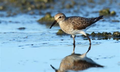 Bird Lore: White-rumped Sandpiper - My Edmonds News