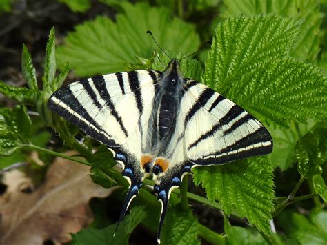 Datei:Segelfalter (Iphiclides podalirius) 2011-04-28.jpg – Wikipedia