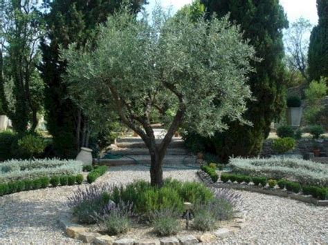 25 Marvelous Mediterranean Garden Design Ideas For Your Backyard Ideas | Olive trees landscape ...