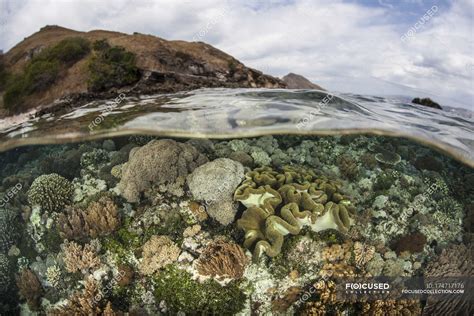 Coral reef in shallow water — ecosystem, ocean floor - Stock Photo | #174717176