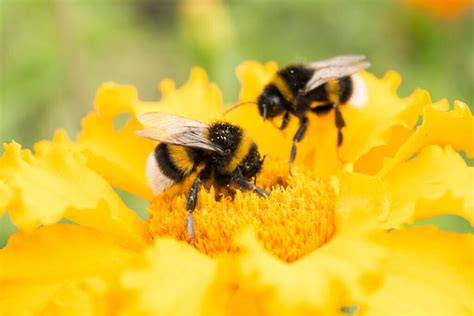 The Role of Bees in Lawns, Gardens