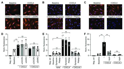 Molecular determinants of CXCL4 uptake. CXCL4, CXCL4L1 (at 0.5 µg/mL ...