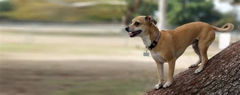 Italian Greyhuahua | Dog Breed Facts and Information - Wag! Dog Walking