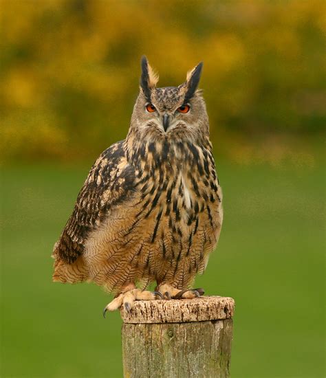 Sponsor a Eurasian Eagle Owl – ICBP