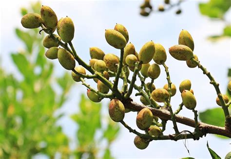 How Do Pistachios Grow? | AcreTrader