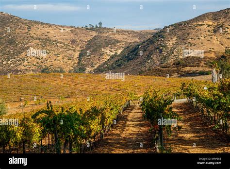 grape vines after the harvest Stock Photo - Alamy