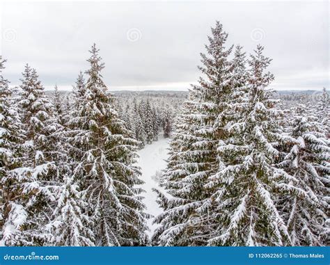 Evergreen forest in winter stock image. Image of cone - 112062265