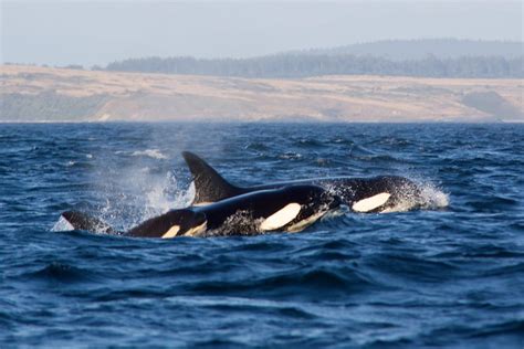 Orca Family | A pod of orcas consisting of one male, one fem… | Flickr