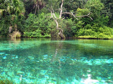 Rainbow River, Florida | Rainbow river, Rainbow river florida, River pictures