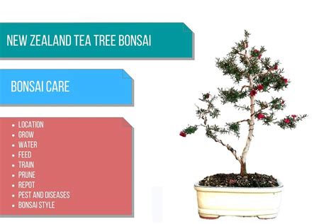 New Zealand tea tree bonsai care