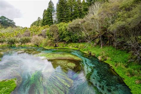 Putaruru Blue Springs Te Waihou Walkway: Waikato's best kept secret.