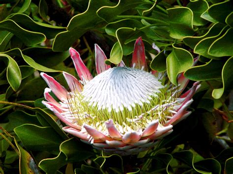 King Protea Free Stock Photo - Public Domain Pictures