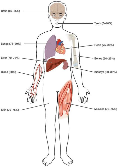 Distribution of water inside our body - MEDizzy